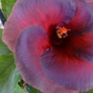 Meet your Posher, Gwen